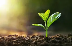 Sustainable & Green Financing
